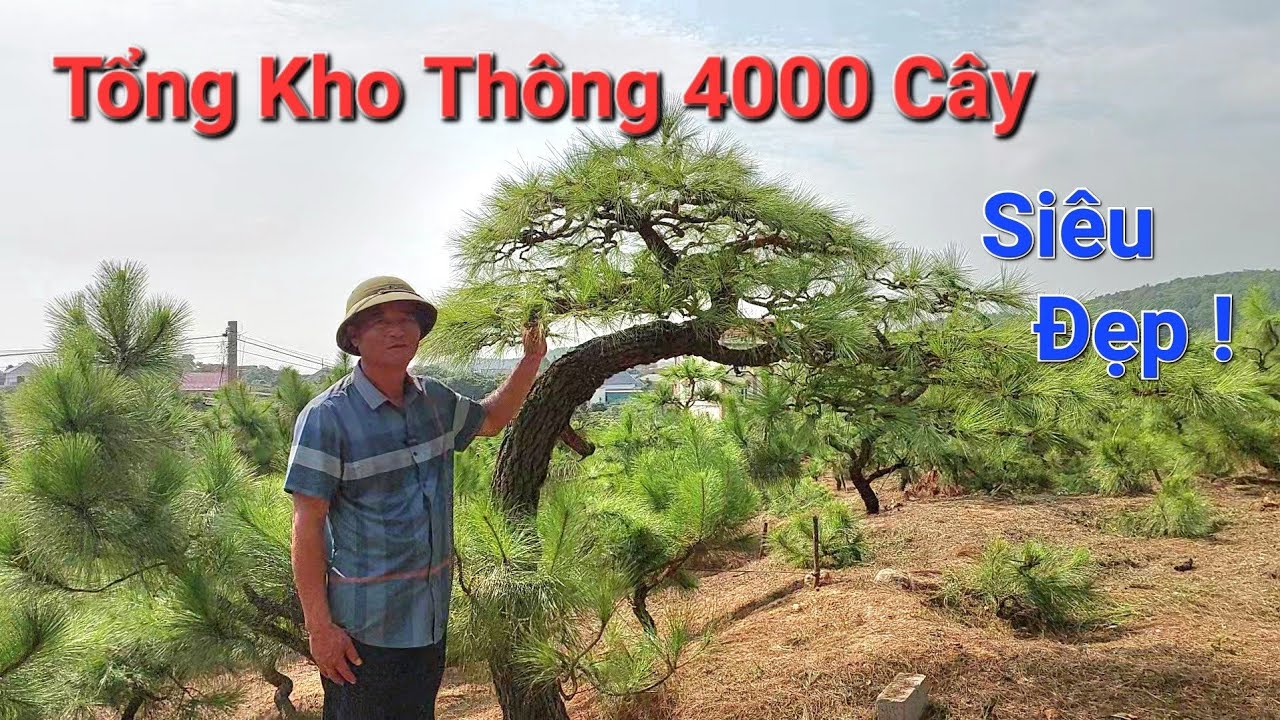 CHOÁNG NGỢP khi thăm Nv có đến 4000 CÂY THÔNG TUYỆT ĐẸP tại Chí Linh - Hải Dương - đt : 0912578741 .