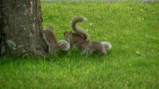 Squirrel fight