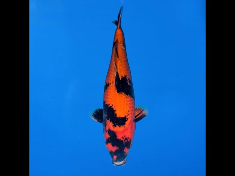 Utsuri