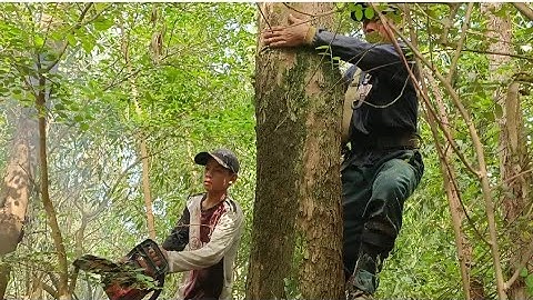 Cưa cây bạch đàn gần dây điện . Ở cầu mười sáu