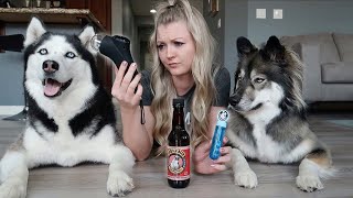 We Tried Some Fun Dog Products!