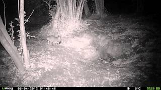 Renards Au Terrier 2Iéme Partie