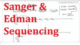 13. Protein Sequencing (Step 3) | Sanger & Edman Sequencing | Determination of N terminal Amino acid