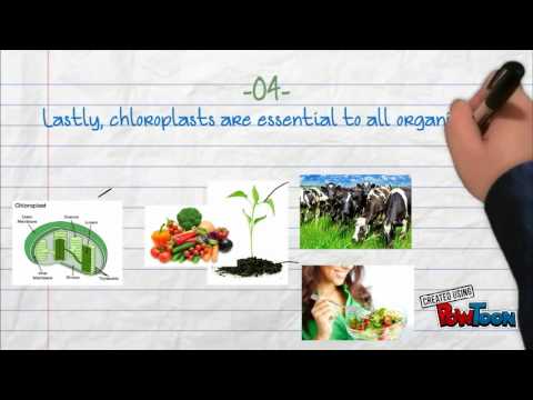 4 Facts about Chloroplast - YouTube