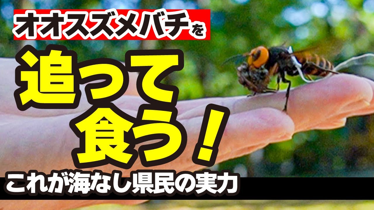 オオスズメバチを追って食う2023【追う編】海なし県民の実力発揮！/to hunt and eat giant hornets2023