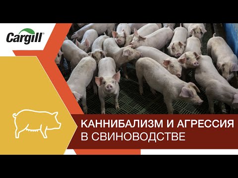 Каннибализм и агрессия в свиноводстве