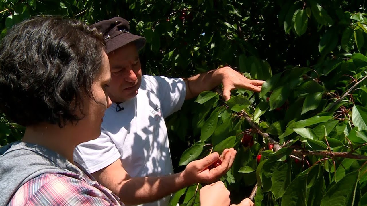 Հայաստանով մեկ. Փշատավան