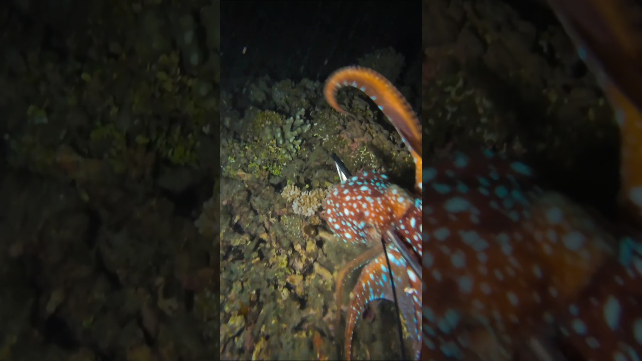 Mirip Gurita Cincin Biru 