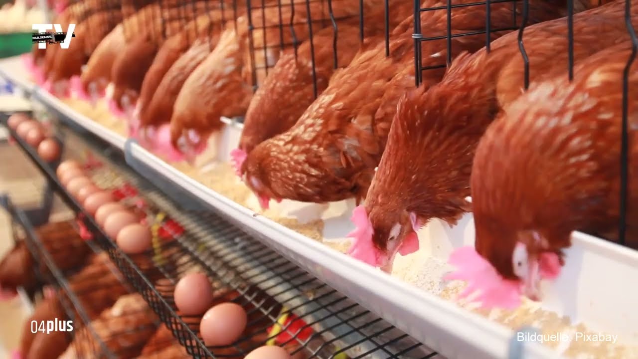 Aufhebung der Überwachungszone Geflügelpest