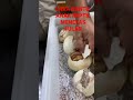 TUTORIAL CARA BANTU TELOR REPTIL ULAR MENETAS LEBIH CEPAT KELUAR DARI CANGKANGNYA #tips #animals