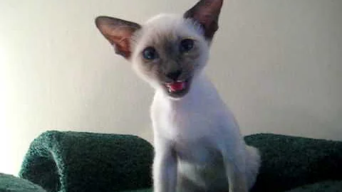 Watch the video about Talking Siamese Kitten