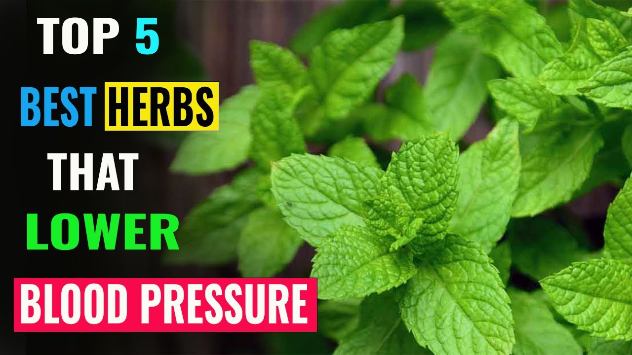 Top 5 Best Herbs That Lower Blood Pressure YouTube Top 5 Best Herbs That Lower Blood Pressure YouTube