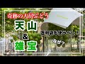 奇跡の大房ぶどう「天山」＆「雄宝」袋かけ作業！袋は透明袋を使うべし！