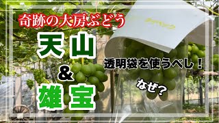 奇跡の大房ぶどう「天山」＆「雄宝」袋かけ作業！袋は透明袋を使うべし！