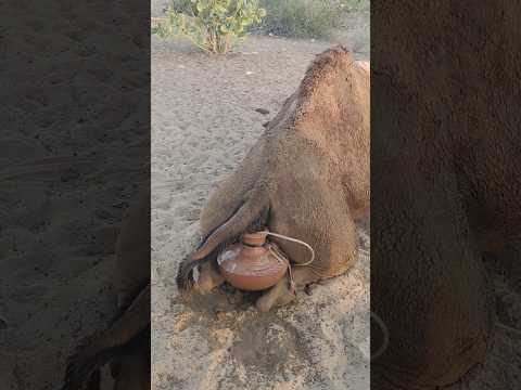 جر ة طينية خلف الجمل يتدف ق منها الماء البارد فيمنحه برودة وراحة