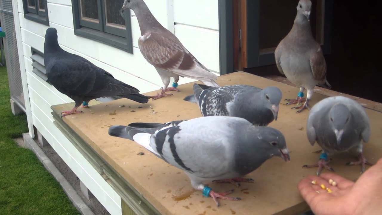 jonge duiven eerste keer buiten - YouTube