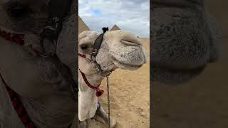 Egypt Camel In The Spotlight