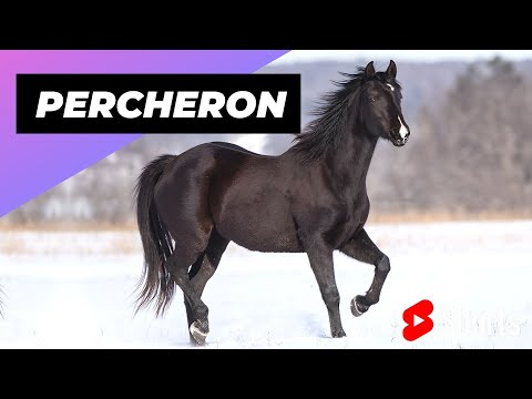 Video: Hvor er percheron-hester fra?