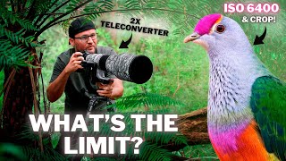 HIGH ISO, CROPPING & TELECONVERTERS! | WHAT'S THE LIMIT?