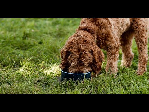 croquettes-pour-chien-saines-avec-des-ingrédients-de-chez-nous-!