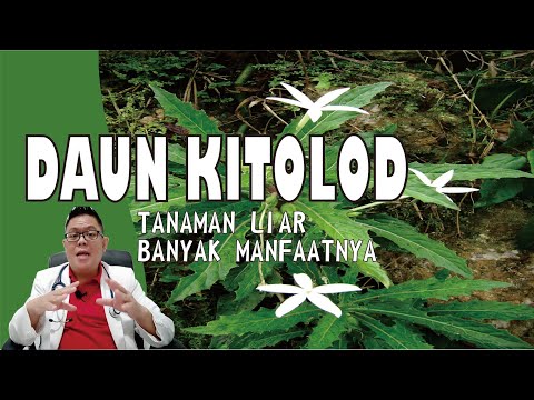 Video: Maklumat Tumbuhan Bijan - Ketahui Tentang Menanam Benih Benne dan Faedah