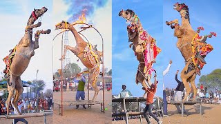 ऊंटों का ऐसा मेला आपने कभी नहीं देखा होगा || Top 10 Camel Jumps | #rajasthanidance #priyanshu #camel