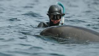 Dolphin swim in Ireland