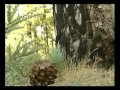 El bosque protector. Canarias: monumento natural