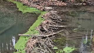 Greathough Brook Beaver Sanctuary!