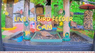 LIVE Bird Feeder and Wildlife Cam (4K) Lowell, North Carolina