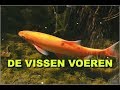 De vissen voeren [Heiloo]
