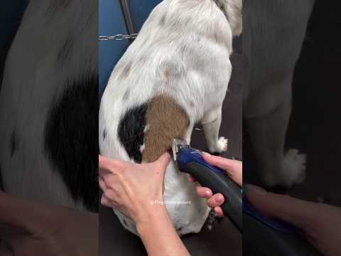 Dog Grooming Revealed Hidden Golden Fur #shortsvideo