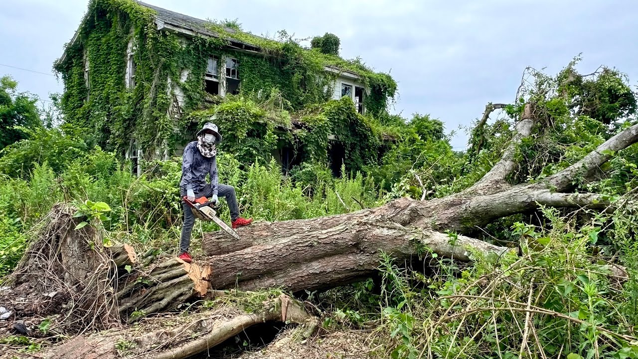 Срубание бесполезных деревьев в прекрасном саду | Срубание гигантских деревьев со странными корнями