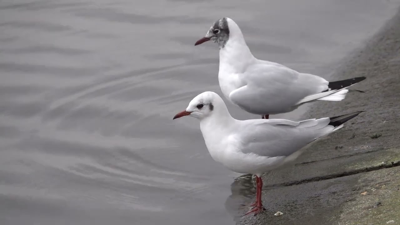 Flirting Black-Headed Gulls