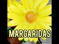 melhor canal em flores de e v a . margaridas em e v a #shorts