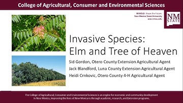 Noxious Weeds: Controlling Siberian Elm and Tree of Heaven