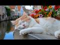 12 Hours Of Calming Music For Cats Deep Soothing Cat Melodies Gentle Night Comfort Cat TV