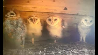 Eric's Barn Owls Nest Cam Live Stream