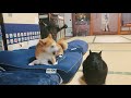 さすがに怒られた Cat got mad at dog