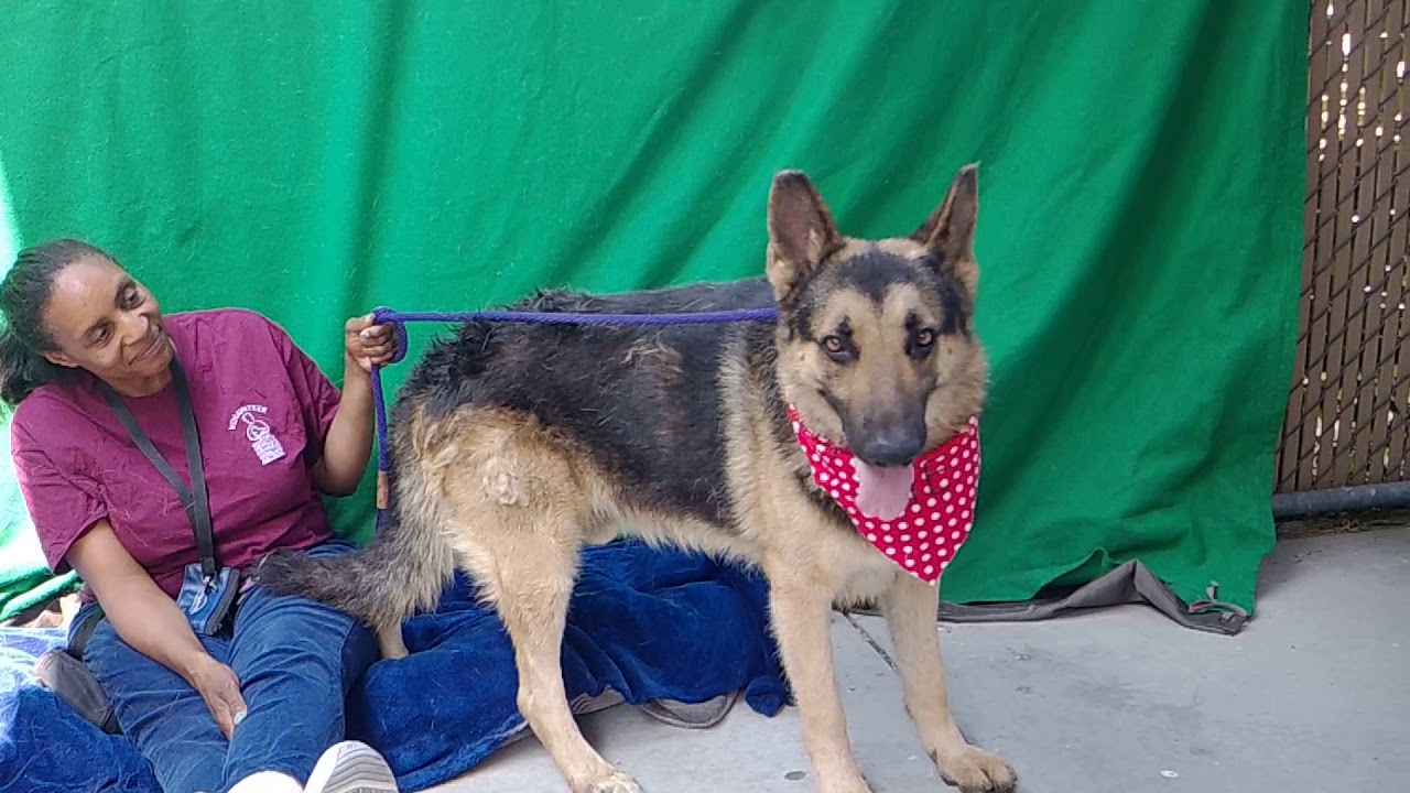adoptables amino A5288898 Hal | German Shepherd Puppy
