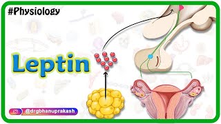 Physiology of Leptin Animation: USMLE Step 1