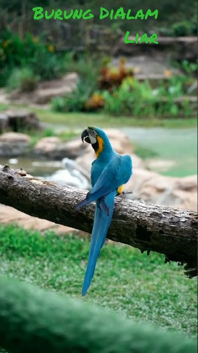 Burung Lovebird Di Alam Liar