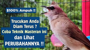 Masteran Trucukan Gacor Ngalas Tarung Ropel Paling Bagus Untuk Pancingan Trucukan Agar Bunyi Nyaut