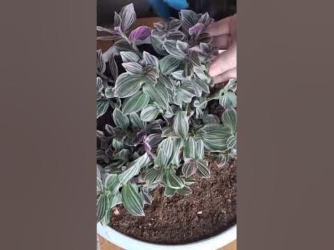 Альбифлора вариегата пинк #комнатныерастения #традесканция - YouTube