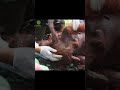 Mother Orangutan and Baby Rescued From Destroyed Forest