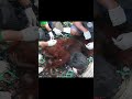 Mother Orangutan and Baby Rescued From Destroyed Forest