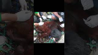 Mother Orangutan and Baby Rescued From Destroyed Forest