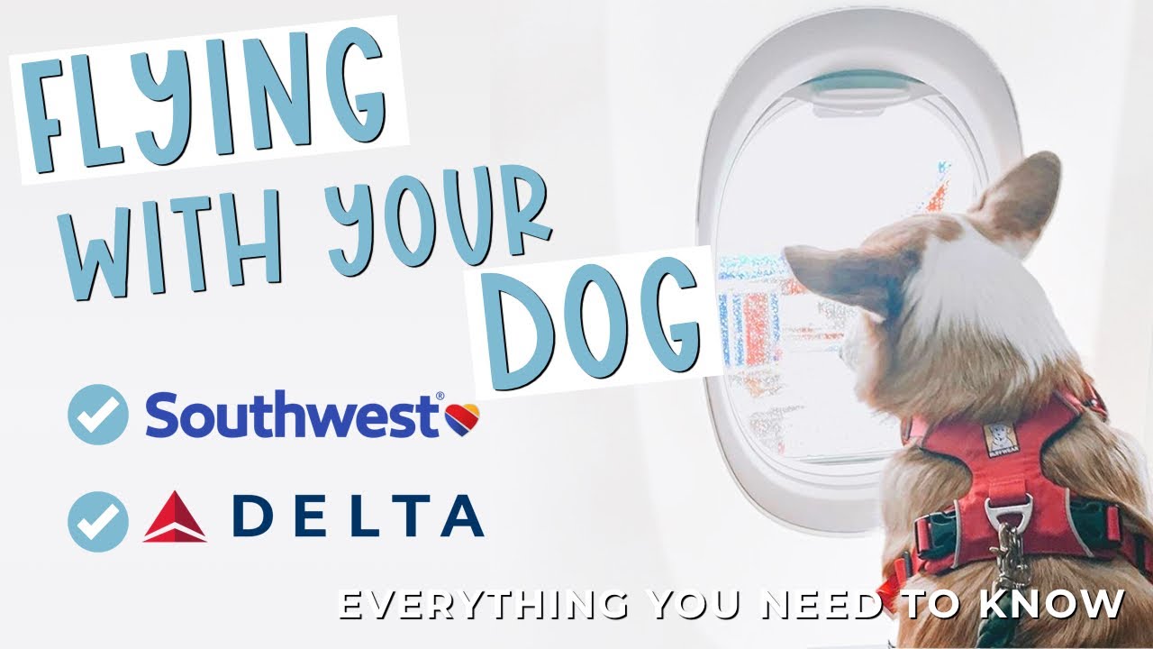 Your guide to airline pet policy: American, Southwest, Delta, United