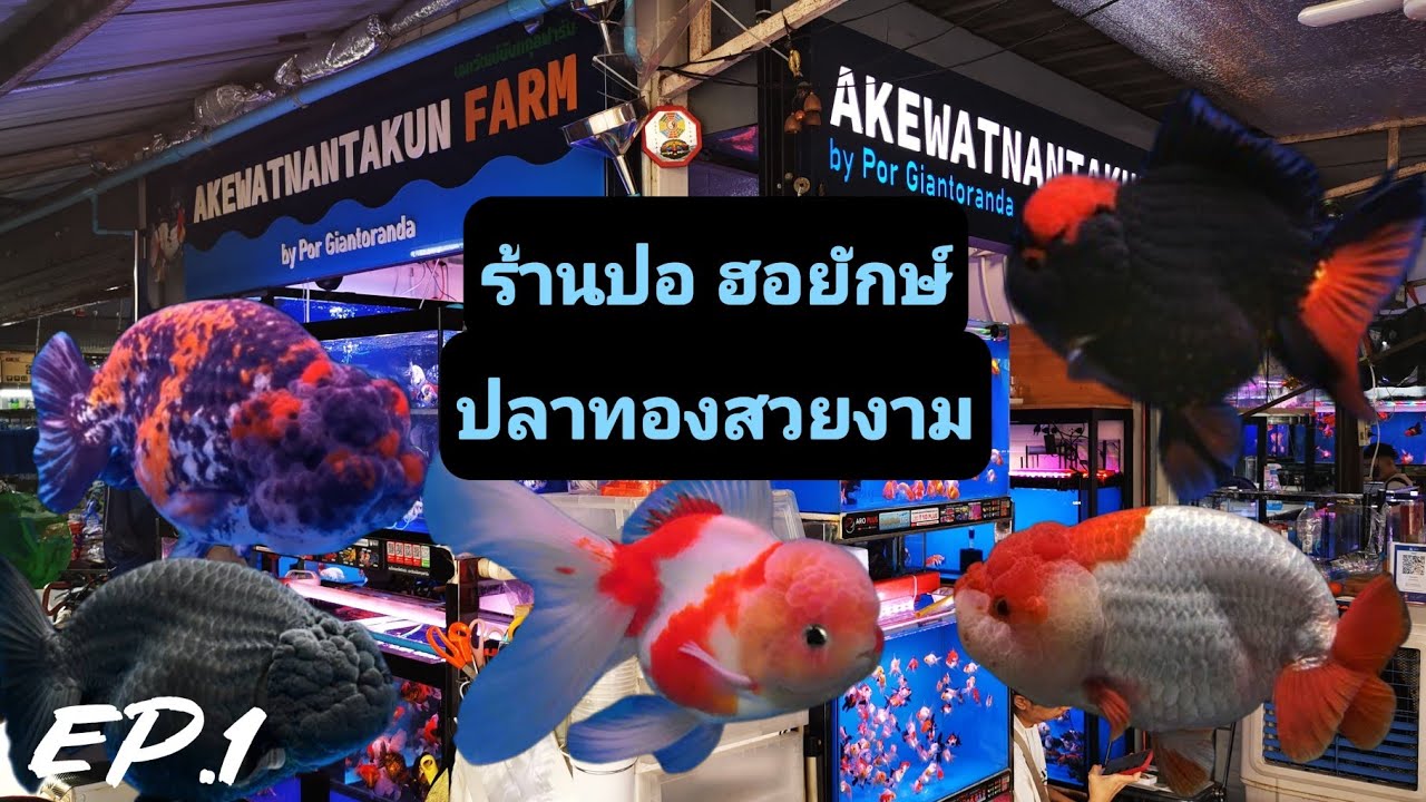 ปลาทองสวยงาม ​Goldfish​ (ร้านปอ ฮอยักษ์)​🐟