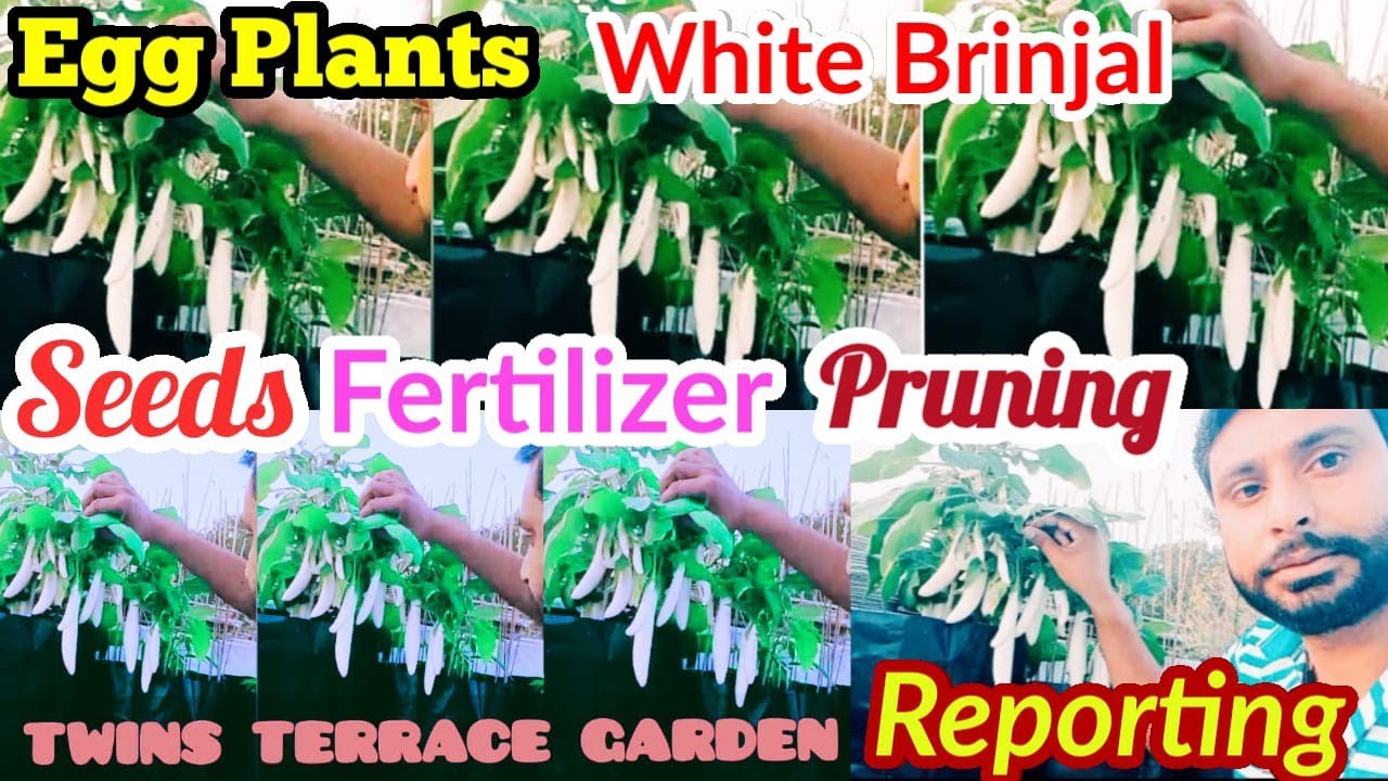 How to Grow Egg Plant // सफ़ेद बैंगन कैसे उगाए? 
